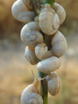 snails